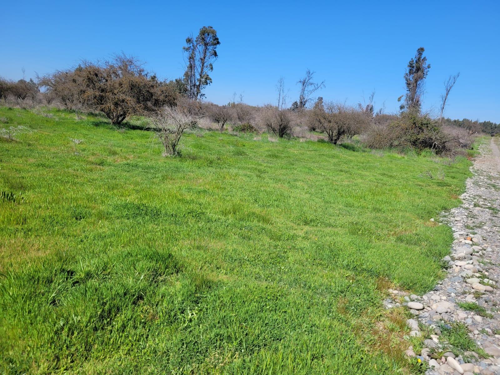 Parcela con árboles y pradera en Proyecto Alma Lagüen Cauquenes