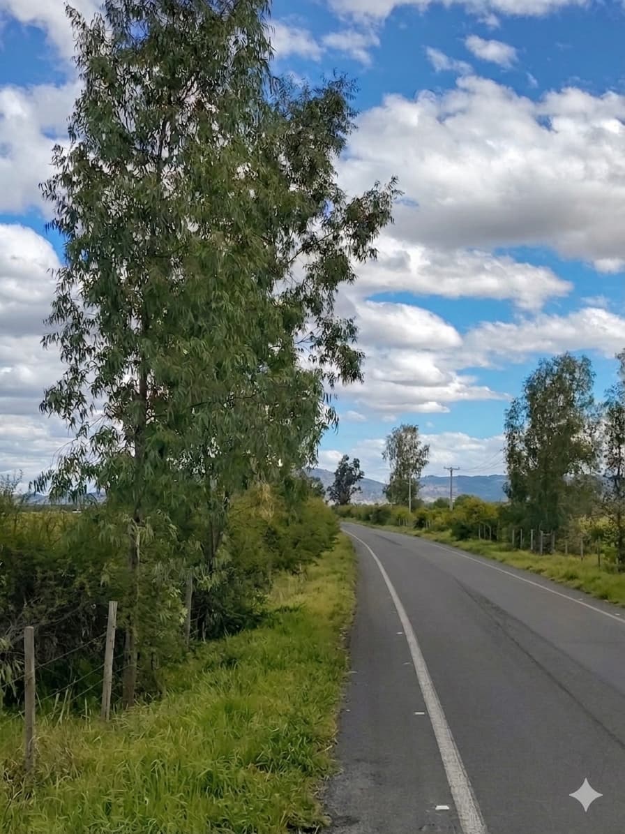 Parcela con camino interior y vegetación en Cauquenes