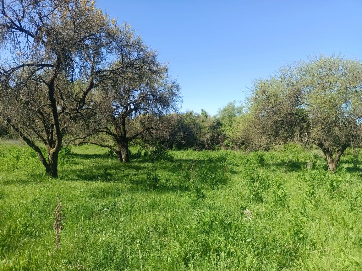 Árboles y vegetación en parcelas Alma Lagüen