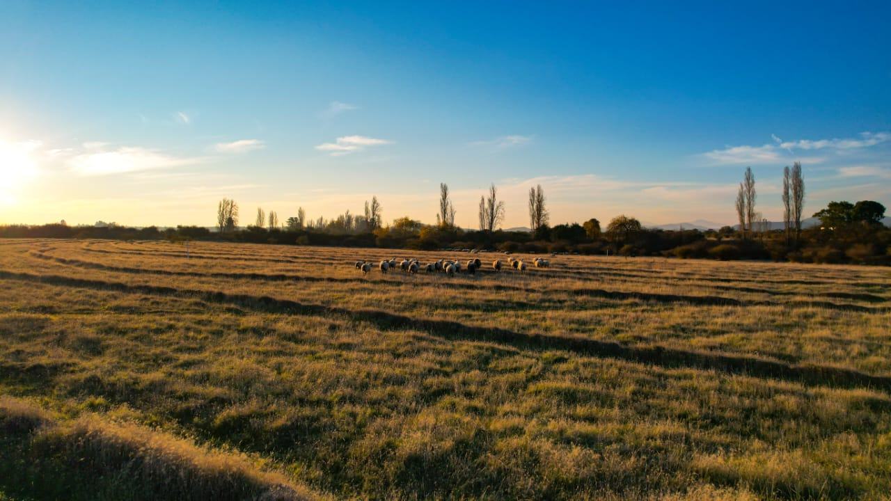 Campo y árboles en Campos del Valle