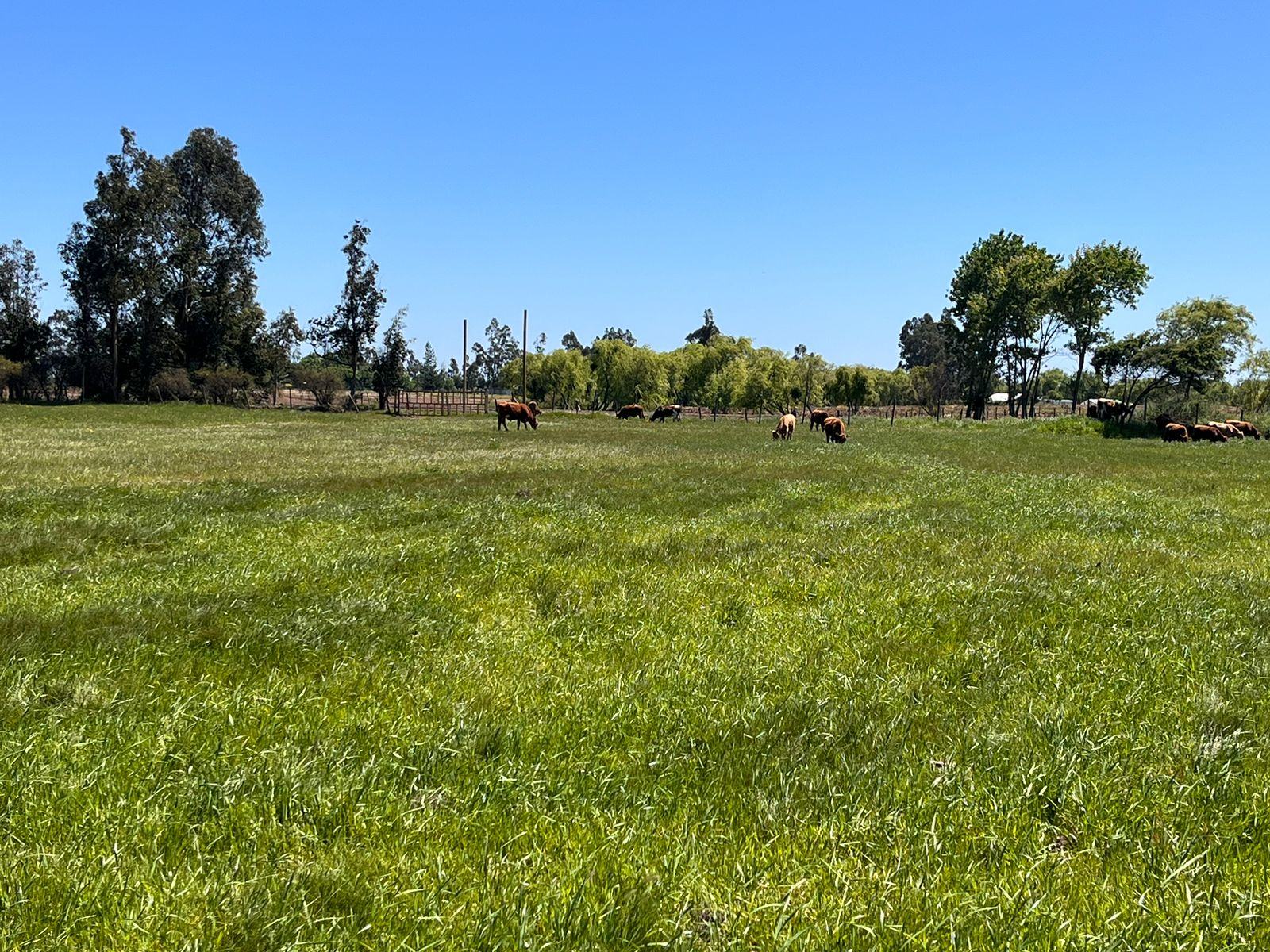 Campo y cordillera en Fundo San Rafael