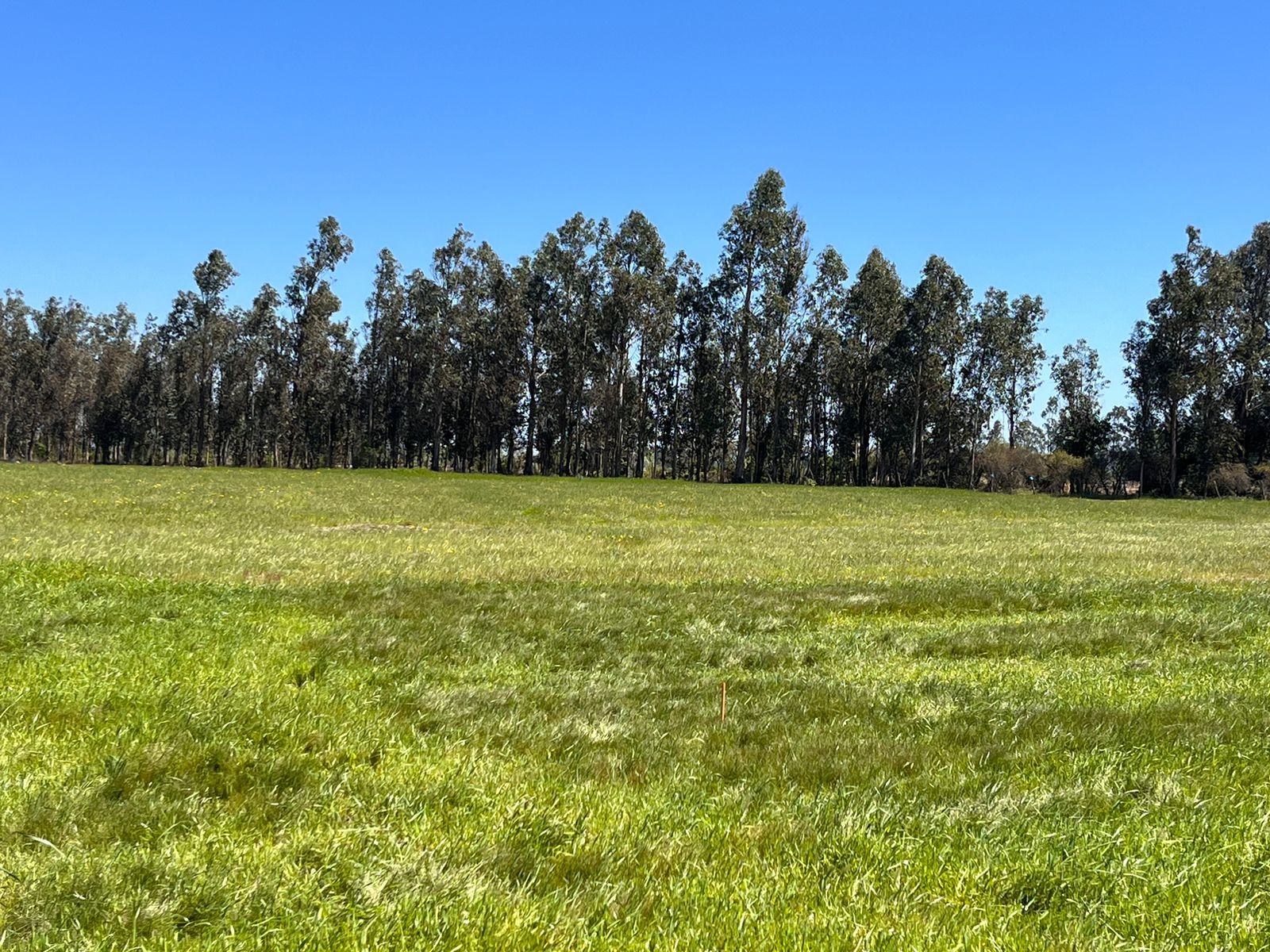 Parcelas con arboles en Parral