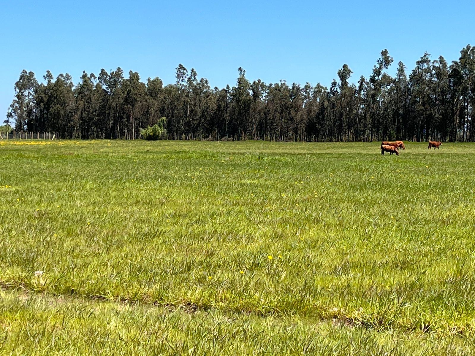 Arboles y pradera Fundo San Rafael