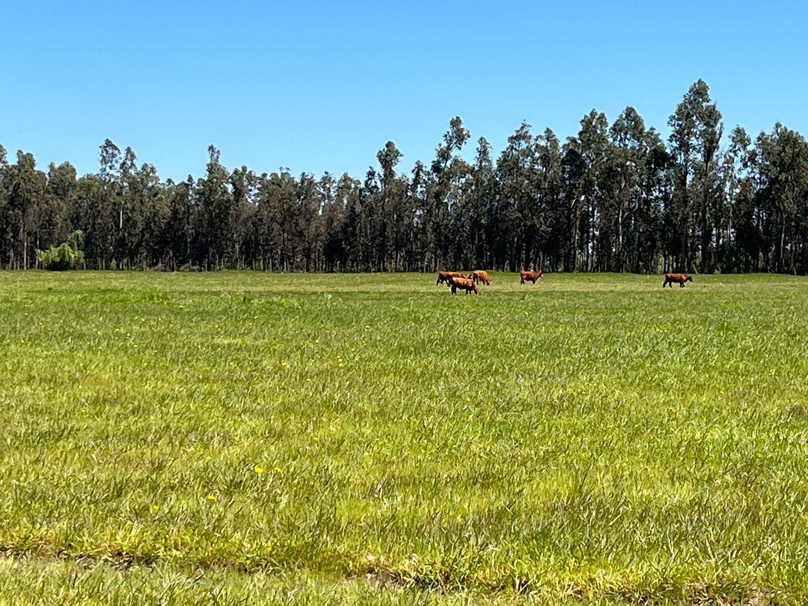 Ganado y campo en Fundo San Rafael