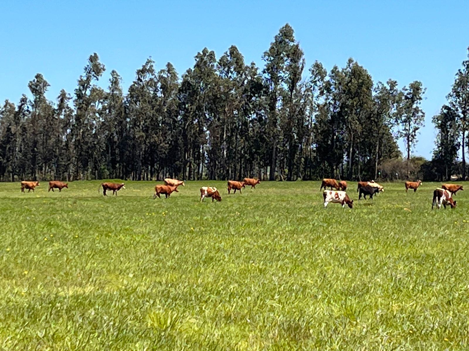 Parcelas verdes en Parral