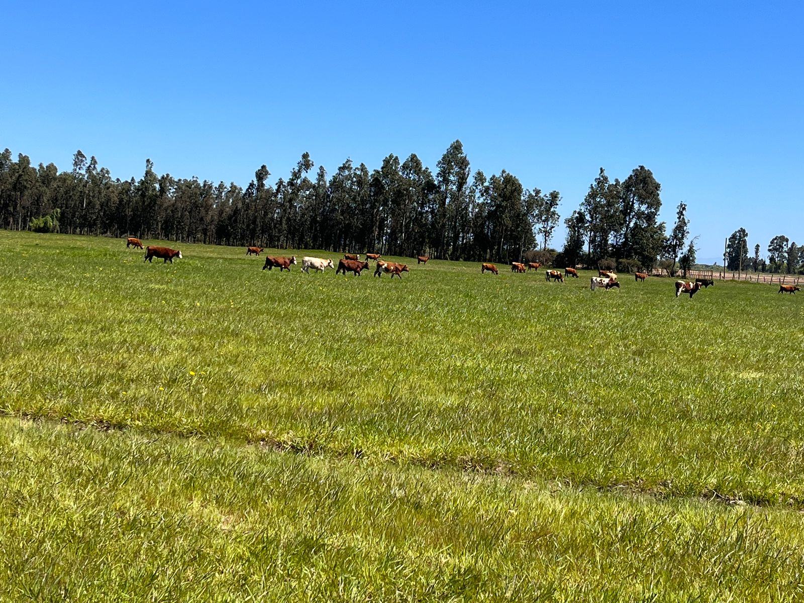 Ganado en terreno agricola