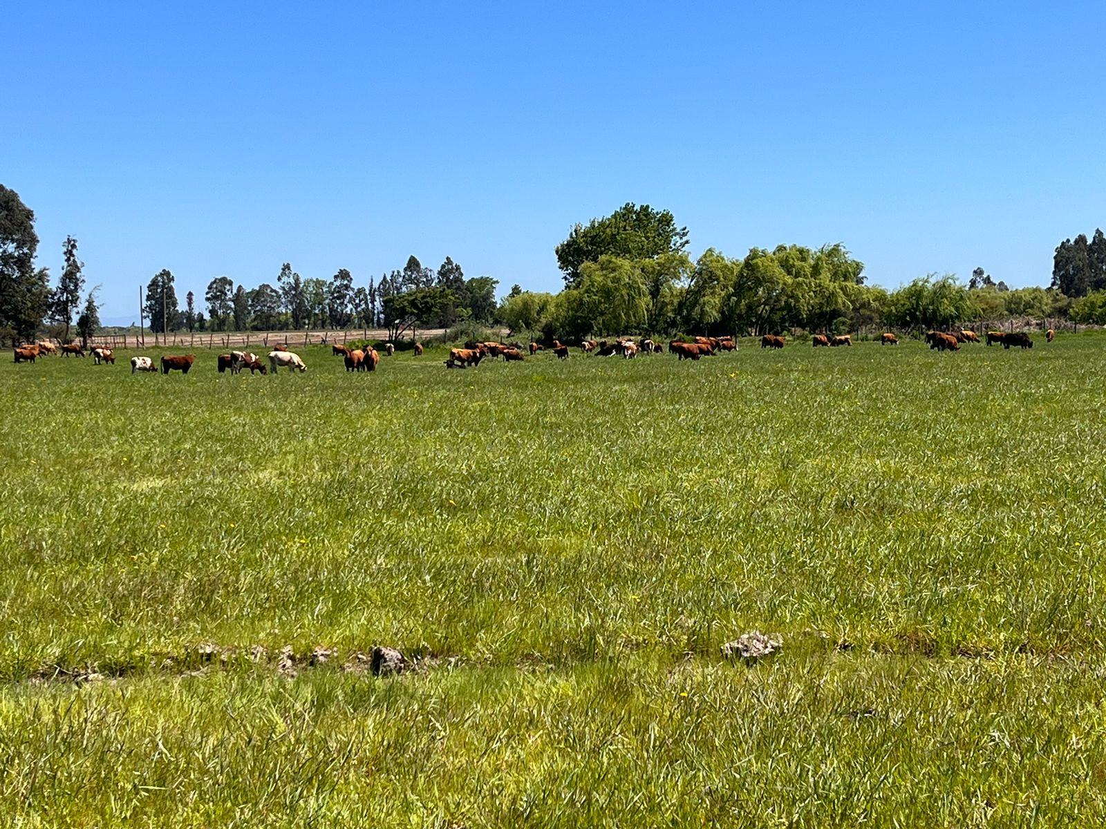 Campo amplio con arboles