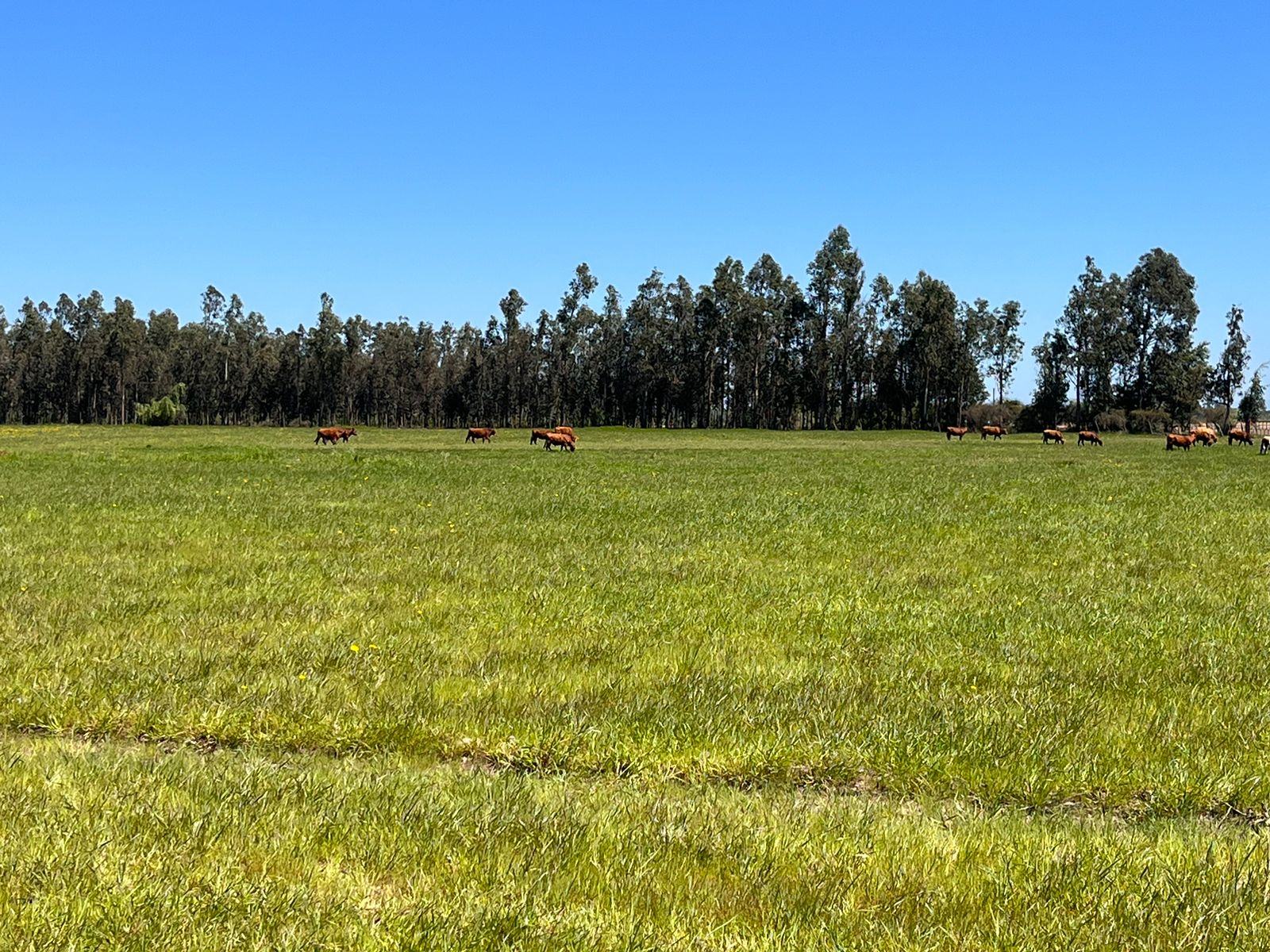 Vista panoramica Fundo San Rafael
