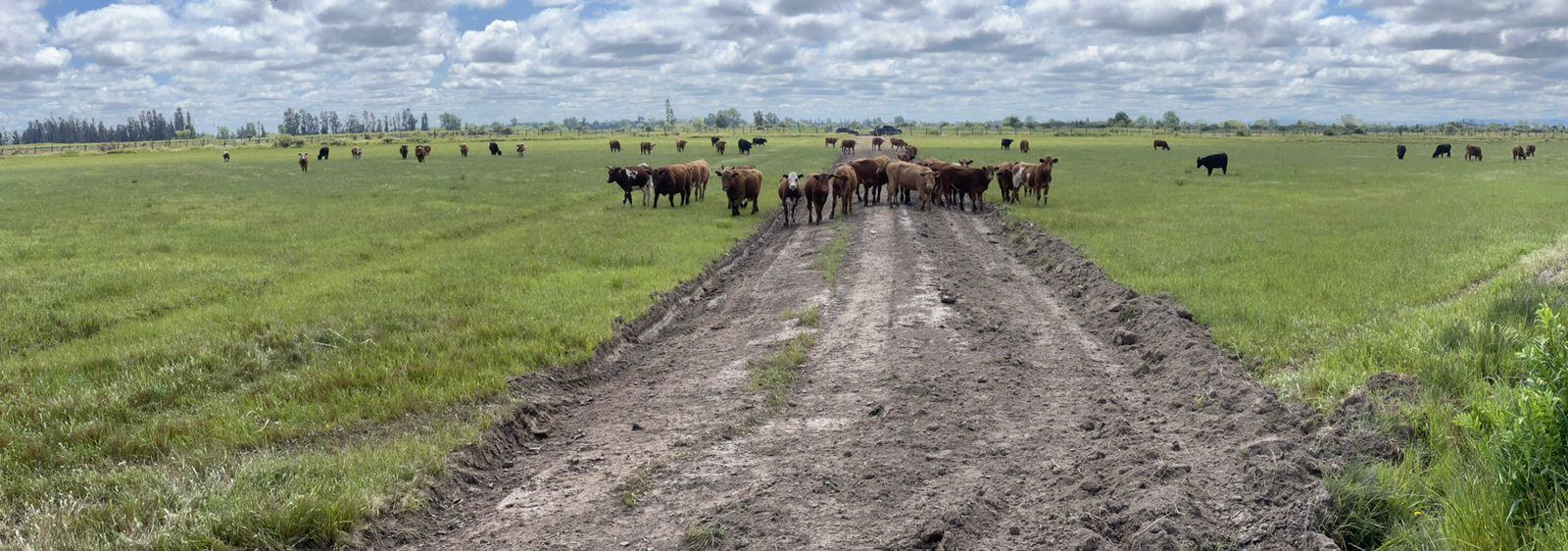 Campo con vacunos