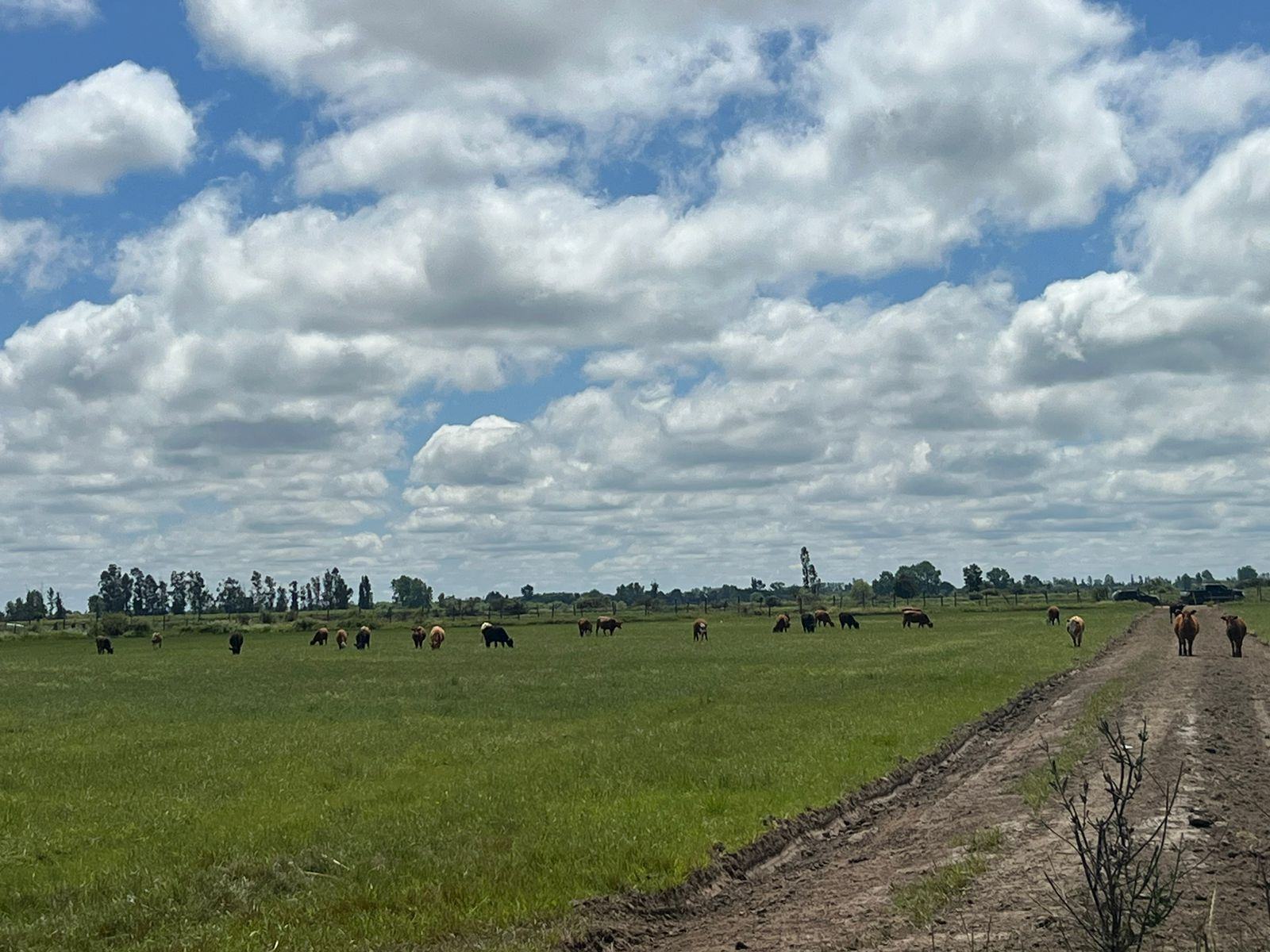 Vista agricola del proyecto